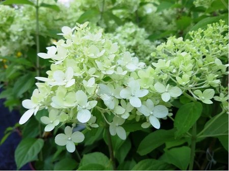 Hortenzie latnat - Hydrangea pan. LIMELIGHT - bl, C 1,4 l