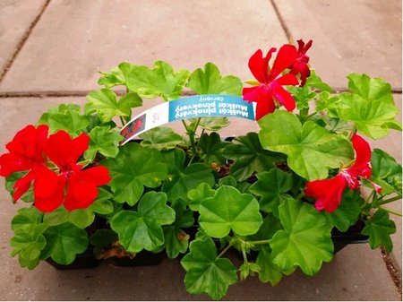 Pelargonie 10 pack - plnokvt