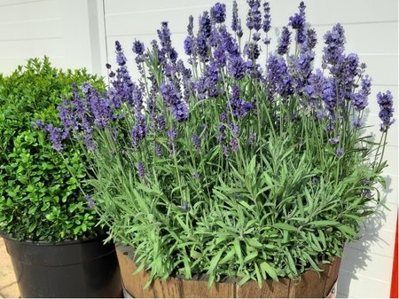 Levandule lkask - Lavandula angustifolia ANNA