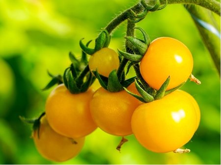 Raje SOLENA Yellow - tykov, cherry, lut