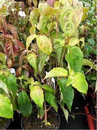 Dn japonsk - Cornus kousa chinensis, C 3 l