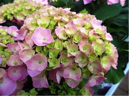 Hortenzie velkolist - Hydrangea ma. PINK EVER BELLES - rov