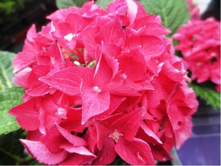 Hortenzie velkolist - Hydrangea macrophylla RED BARON - erven