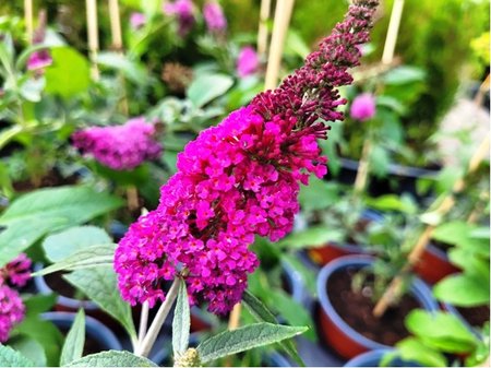 Buddleja davidii SUMMER BIRD RASPBERRY - syt rov