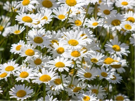 Kopretina - Leucanthemum max. SNOW LADY - bl