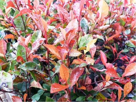 Blskavka - Photinia fraseri LITTLE RED ROBIN, C 1,5 l