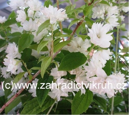 Jasmn pustoryl - Philadelphus FROSTY MORN, C 1,4 l