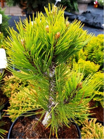 Borovice blokor - Pinus leucodermis COMPACT GEM