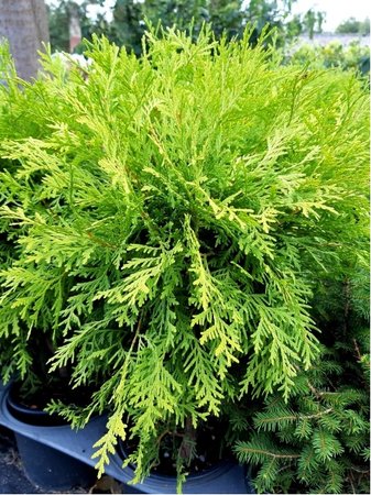 Thuja occidentalis DANICA AUREA, C 2 l