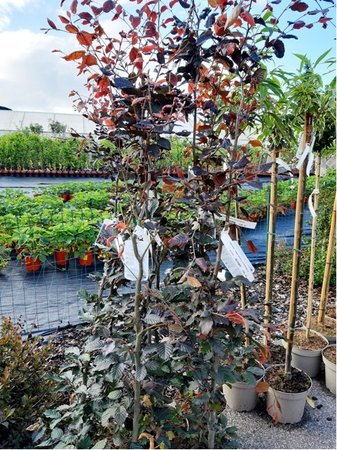 Buk lesn - Fagus sylvatica ATROPUNICEA, C 7,5 l