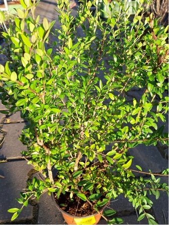 Zimolez fialov - Lonicera pileata