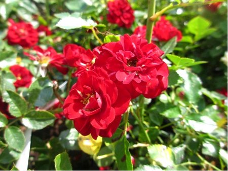 Růže ALEXANDRIA® - červená