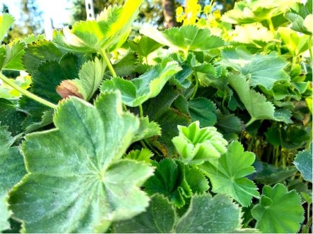 Kontryhel mkk - Alchemilla mol. SELECT