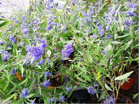 Oechoplodec - Caryopteris cland. HEAVENLY BLUE - modr, C 2 l