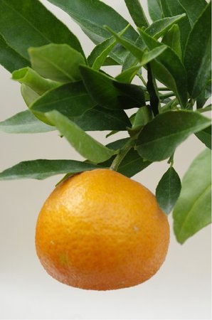 Mandarinka CORSICA 1 -  roubovaná