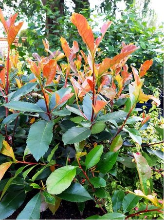 Blskavka - Photinia fraseri RED ROBIN, C 1,5 l