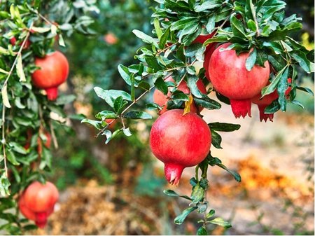 Grantov jablko - Punica granatum