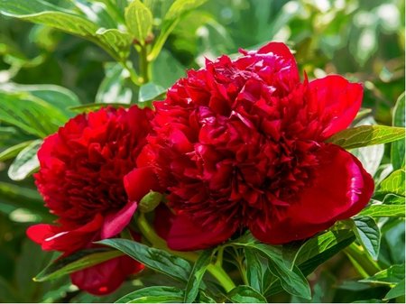 Pivoka nsk RED CHARM - erven