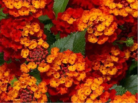 Lantana BandoleroTM HOT BLOODED RED - erven