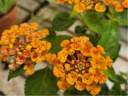 Lantana sel Sun Juana Orange - rovooranovolut