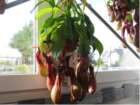 Lkovka - Nepenthes