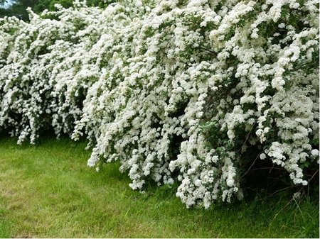 Tavolnk Vanhouttei - Spirea Vanhouttei, C 2 l