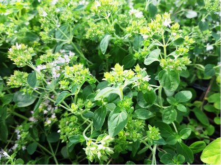 Oregano MARGERITHA