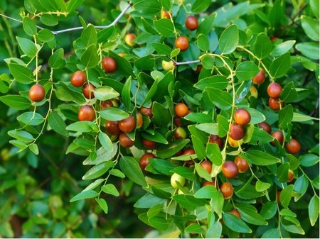 Ziziphus jujuba  LI