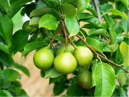 Hrue polnika - Pyrus pyraster - balen