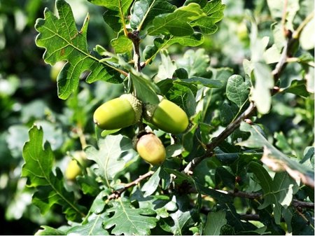 Dub zimn - Quercus petraea - balen