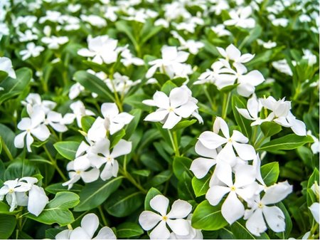 Barvnek men - Vinca minor GERTRUDE JEKYLL - bl