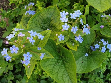Pomnnkovec velkolist - Brunnera macrophylla