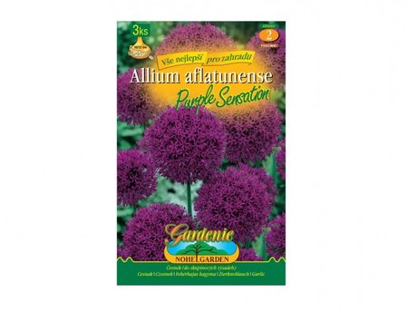 Cibulky - esnek okrasn, velkokvt PURPLE SENSATION, 3 ks