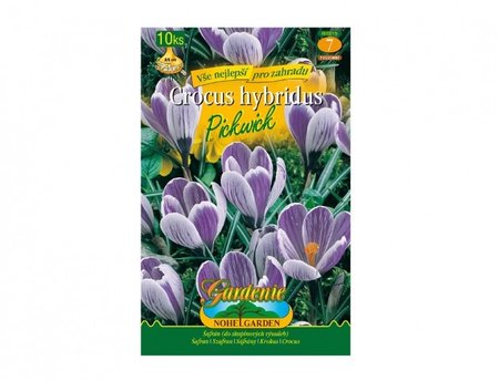 Cibulky - afrn, krokus zahradn PICKWICK, 10 ks