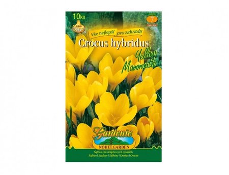 Cibulky - afrn, krokus zahradn YELLOW MAMMOUTH, 10 ks