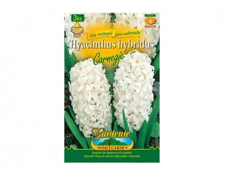 Cibulky - Hyacint zahradní CARNEGIE, 3 ks