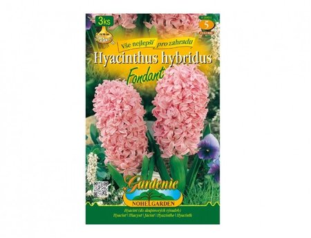 Cibulky - Hyacint zahradní FONDANT, 3 ks