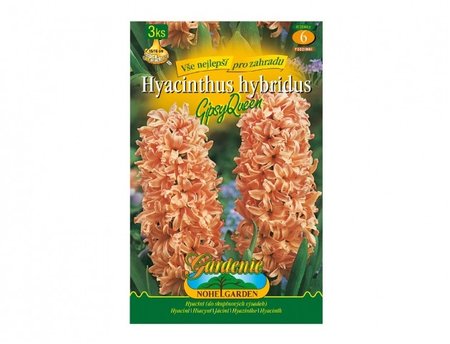 Cibulky - Hyacint zahradní GIPSY QUEEN, 3 ks