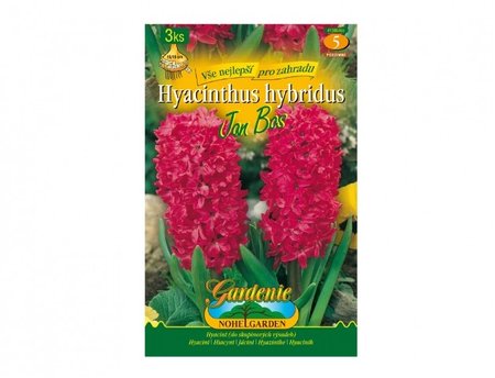 Cibulky - Hyacint zahradní JAN BOS, 3 ks