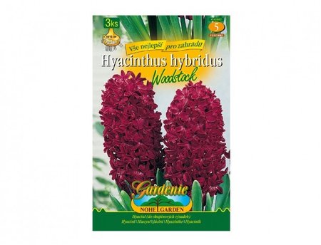 Cibulky - Hyacint zahradní WOODSTOCK, 3 ks