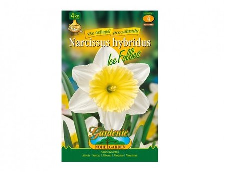Cibulky - Narcis zahradní, velkokorunný ICE FOLLIES, 4 ks