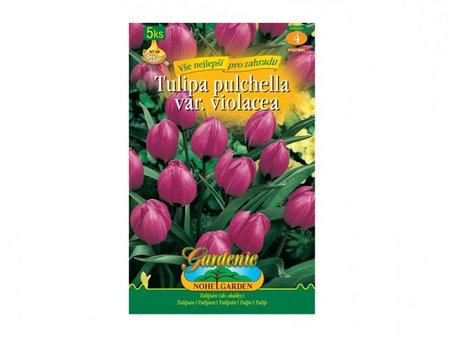 Cibulky - Tulipán botanický LITTLE BEAUTY, 5 ks