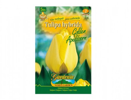 Cibulky - Tulipán, Darwinowy hybridy GOLDEN APELDOORN, 5 ks