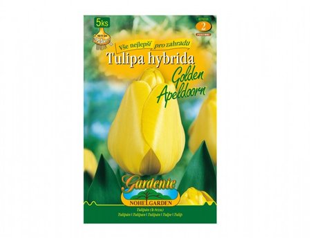 Cibulky - Tulipn, Darwinowy hybridy GOLDEN APELDOORN, 5 ks