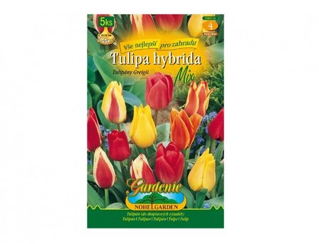 Cibulky - Tulipn, Greigii hybridy, sms, 5 ks