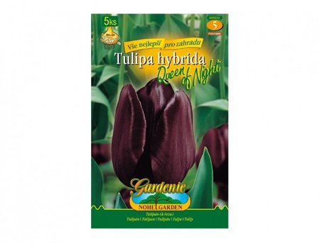 Cibulky - Tulipn, jednoduch pozdn Cottage QUEEN OF NIGHT, 5 ks