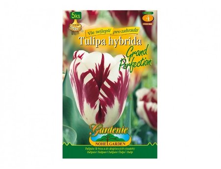 Cibulky - Tulipn rembrandt GRAND PERFECTION, 5 ks