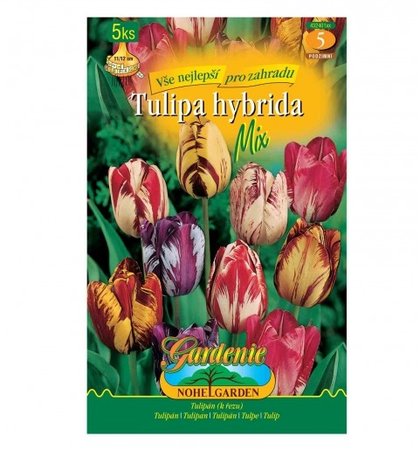 Cibulky - Tulipán rembrandt, směs, 5 ks