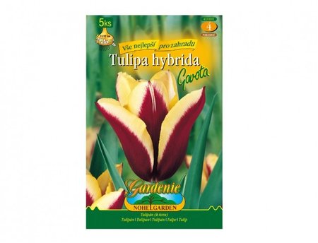 Cibulky - Tulipán triumph GAVOTA, směs, 5 ks
