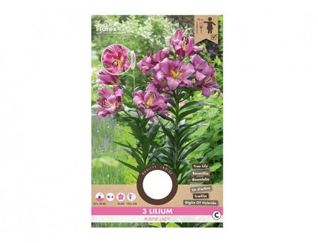 Cibulky - Lilie, orienpety PURPLE LADY, 3 ks